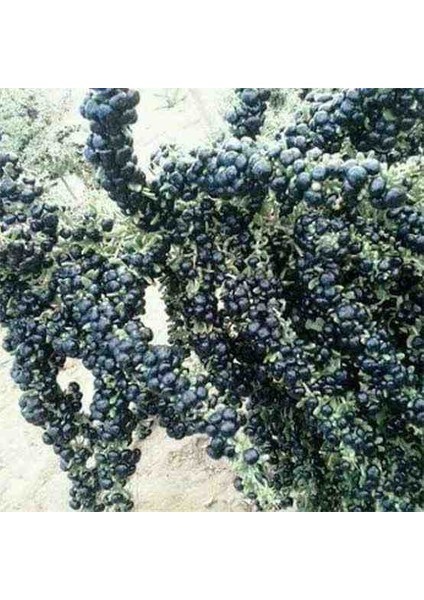 10 Adet Gojiberry Fidanı Sarı Kırmızı Siyah Meyve Aşılı 1 Yaşında.