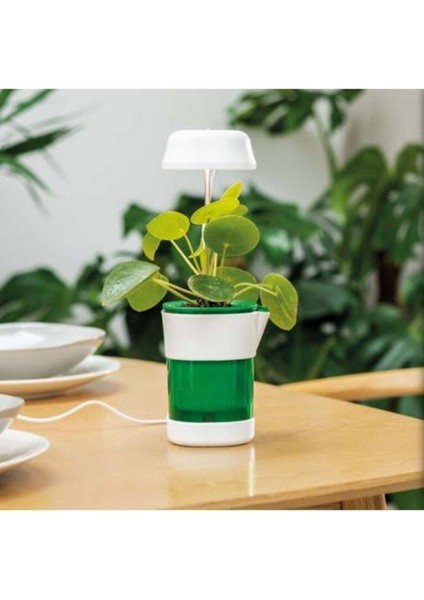 Hızlı Bitki Yetiştirme Saksı fiyatları