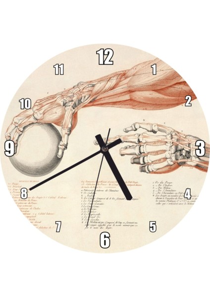 Insan Anatomisi El Kol Görseli Duvar Saati (Çap 30 x 30 cm )