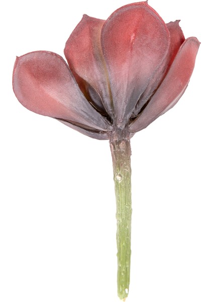Yapay Kaktüs Sukulent Bordo 12 cm