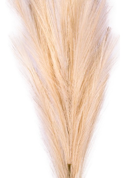 Yapay Bitki Pampas Dal Krem 108 cm .