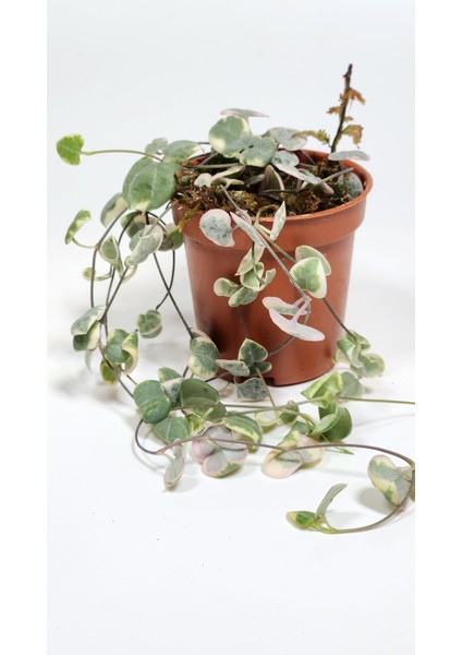 Ceropegia Woodii Variegata (Kalp Kalbe Karşı)