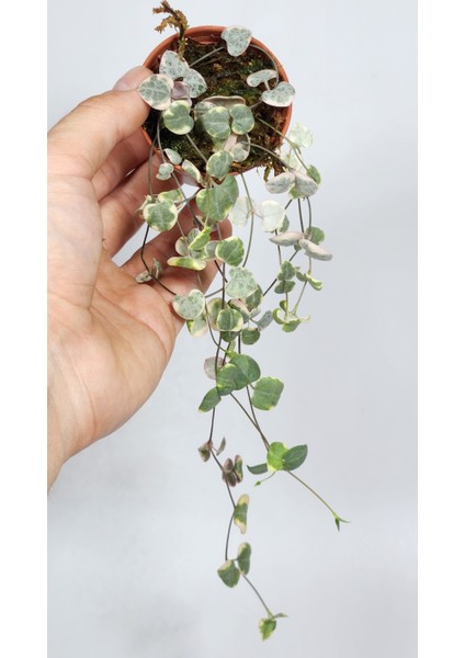 Ceropegia Woodii Variegata (Kalp Kalbe Karşı)