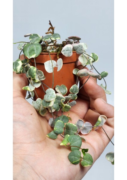 Ceropegia Woodii Variegata (Kalp Kalbe Karşı)