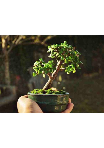 El Yapımı Beton Saksıda Bonsai Ara Çiçeği Afra Yeşim Ağacı
