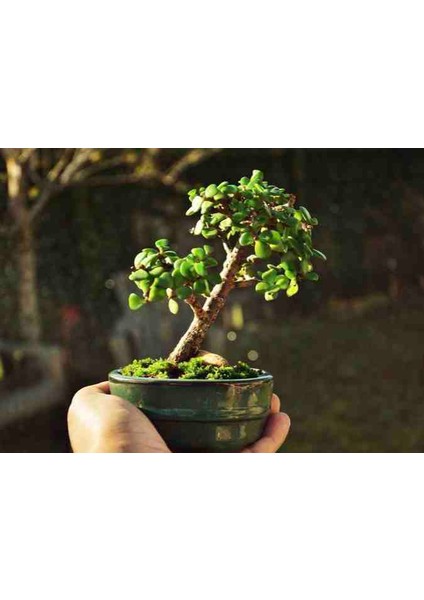 El Yapımı Beton Saksıda Bonsai Ara Çiçeği Afra Yeşim Ağacı fiyatları