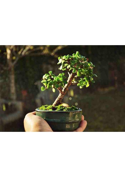 El Yapımı Beton Saksıda Bonsai Ara Çiçeği Afra Yeşim Ağacı modelleri
