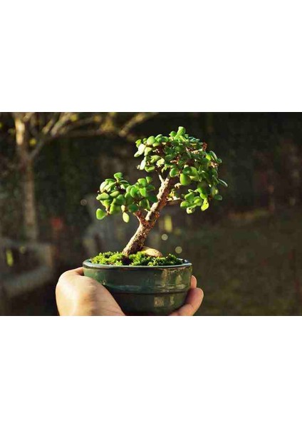 El Yapımı Beton Saksıda Bonsai Ara Çiçeği Afra Yeşim Ağacı fırsatları