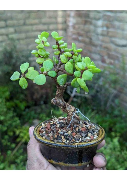 Hediyelik Taş Saksıda Bonsai Ara Çiçeği Afra Yeşim Ağacı