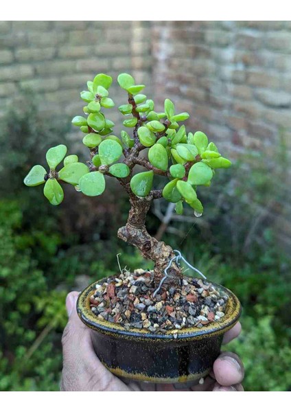 Hediyelik Taş Saksıda Bonsai Ara Çiçeği Afra Yeşim Ağacı fiyatları