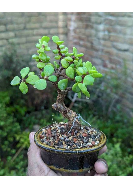 Hediyelik Taş Saksıda Bonsai Ara Çiçeği Afra Yeşim Ağacı fırsatları