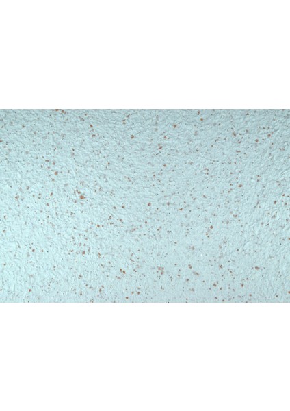 Canlı Sıva İpek Sıva Dekoratif Sıva Moonlight 26 Beyaz Zemin Açık Kahverengi Desen fiyatları