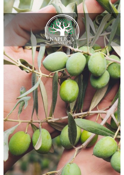 5 Yaş Sofralık Gemlik Zeytin Fidanı 1 Buçuk Metre Boy
