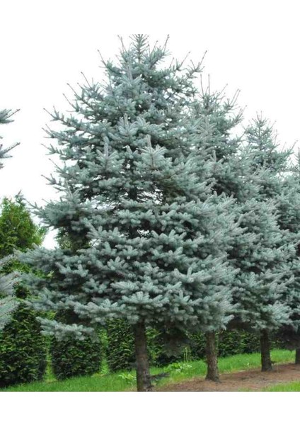 5 Adet 2 Yaşında Tüplü Mavi Ladin (Picea Pungens 'glauca') Fidanı - Bahçeniz Için Uzun Ömürlü Güzellik ve Zarafet modelleri