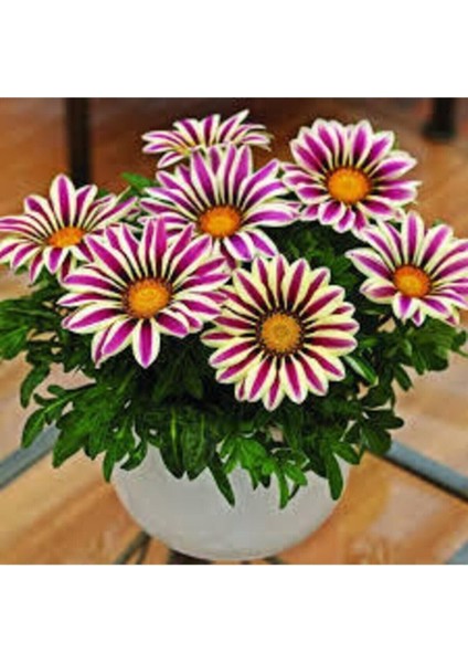 100 Adet Tohum Nadir Bulunan Koyun Gözü Çiçeği Tohumu + Saksı Toprak