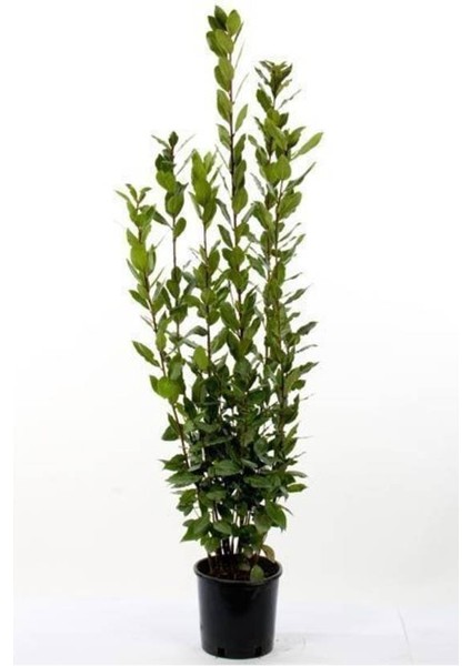 Defne Fidanı Laurus Nobilis 15-25 cm