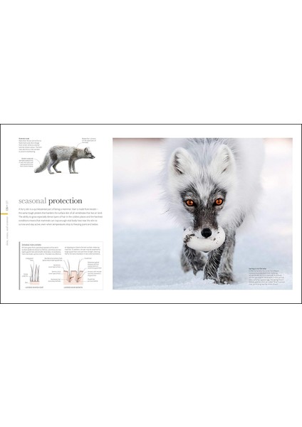 The Science Of Animals: Inside Their Secret World (Hardcover) (Ciltli)