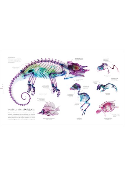 The Science Of Animals: Inside Their Secret World (Hardcover) (Ciltli)