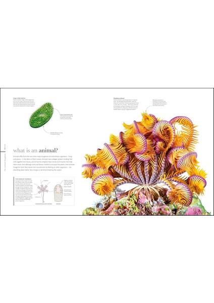 The Science Of Animals: Inside Their Secret World (Hardcover) (Ciltli)