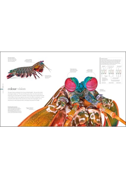 The Science Of Animals: Inside Their Secret World (Hardcover) (Ciltli)