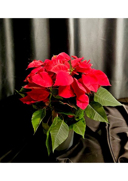 Bitkim Sende Euphorbia Pulcherrima/poinsettia (Atatürk Çiçeği) _ 30-40 cm