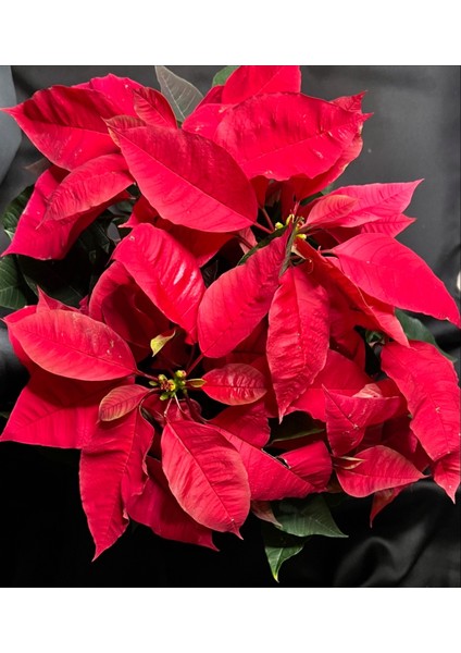 Bitkim Sende Euphorbia Pulcherrima/poinsettia (Atatürk Çiçeği) _ 30-40 cm