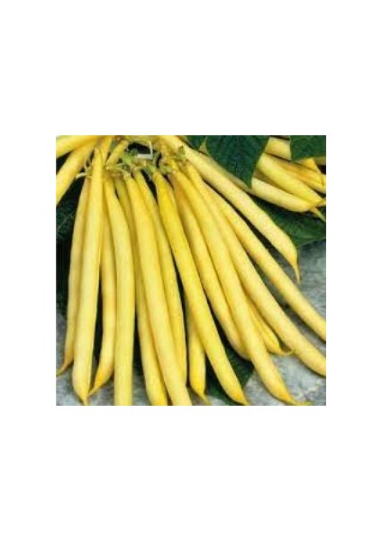 Hanımteni (Turşuluk) Sırık Fasülye Tohumu 100 Tohum 50 Gram