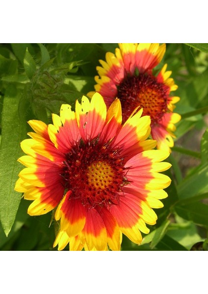 Ayyıldız (Gaillardia) Çiçek Tohumu