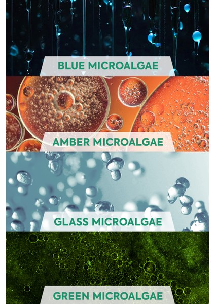 | the algae mighty | 4 yosunlu canlandırıcı ve koruyucu yüz serumu (Mavi + Yeşil + Şeffaf + Amber Alg)