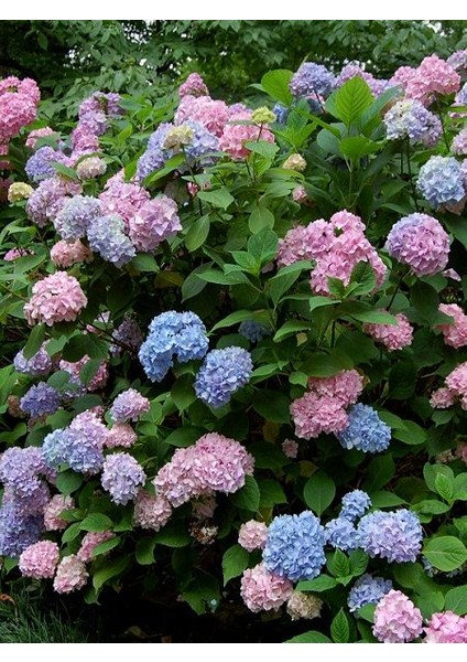 Ortanca Fidanı Promosyon Hydrangea Macrophylla Saksıda Promosyon