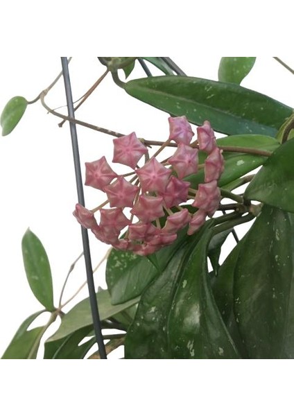 Armenbotanik Askılı Saksıda Hoya Minibella Mum Çiçeği