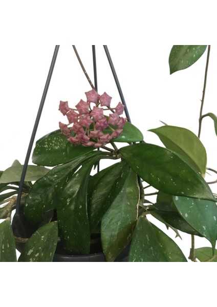 Armenbotanik Askılı Saksıda Hoya Minibella Mum Çiçeği fiyatları