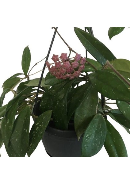 Armenbotanik Askılı Saksıda Hoya Minibella Mum Çiçeği modelleri