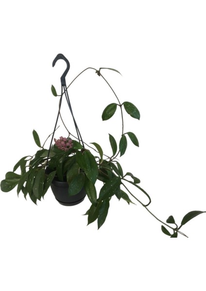 Armenbotanik Askılı Saksıda Hoya Minibella Mum Çiçeği fırsatları