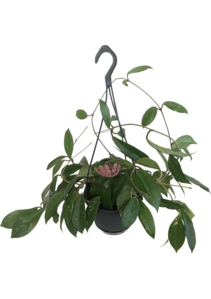 Armenbotanik Askılı Saksıda Hoya Minibella Mum Çiçeği indirimleri