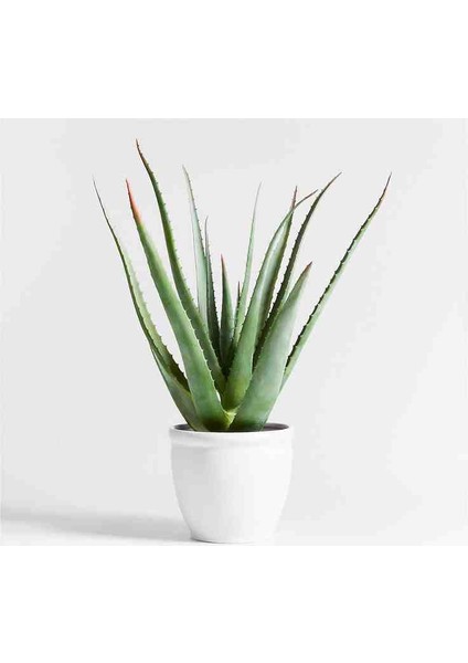 5 Yaş Aloevera Dekoratif Taş Saksıda