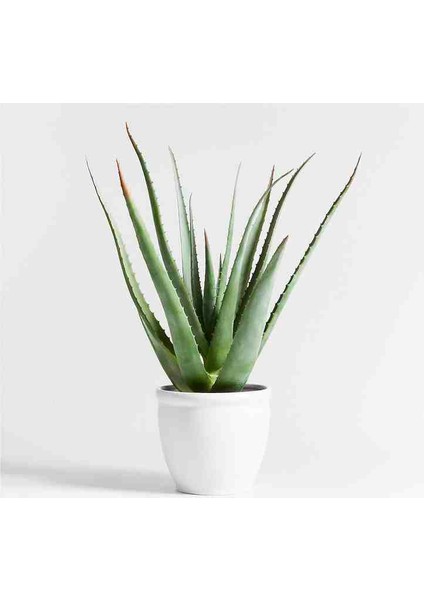 5 Yaş Aloevera Dekoratif Taş Saksıda fiyatları