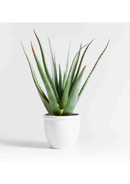 5 Yaş Aloevera Dekoratif Taş Saksıda modelleri