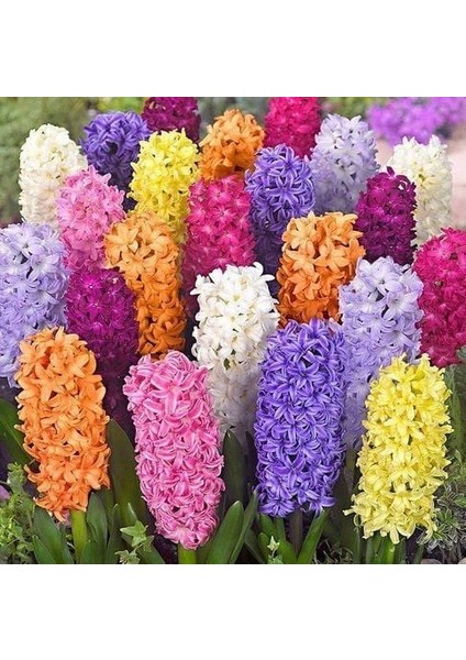 Karışık Sümbül Soğanı (10 Adet)