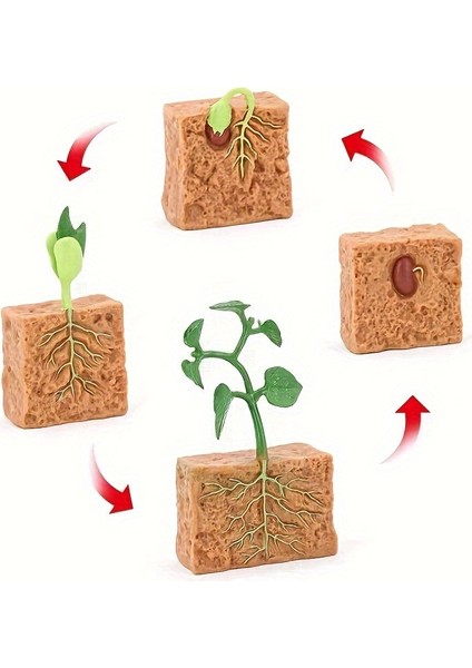 Tcherchı 4 Paket Bitki Büyüme Döngüsü Eğitici Oyuncaklar, Bitki Modeli Büyümesini Simüle Etme, Bilim Oyuncak (Yurt Dışından)