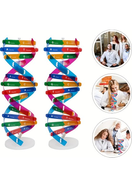 Tcherchı Diy Insan Dna Spiral Model Kit - Bilim Deneyi ve Amp; Biyoloji Meraklıları Için Eğitim Aracı (Yurt Dışından)