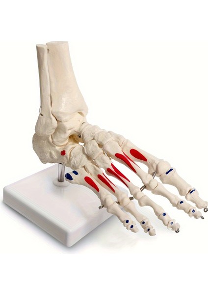 Tcherchı Insan Ayağı Anatomisi Modeli - Öğrenme ve Öğretme Için Pilsiz Fen Eğitimi Aracı (Yurt Dışından)