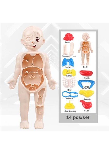 Tcherchı 14 Parça Set Çocuk Dıy Montaj Bilim Erken Eğitim Insan Organ Yapısı Model Oyuncak (Yurt Dışından)