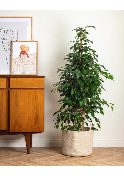 Ficus Benjamin 100 cm