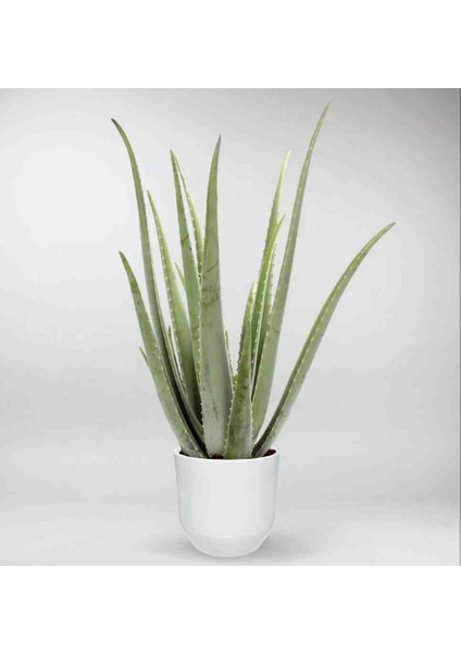 Dekoratif Saksıda 9 Yaş Aloe Vera