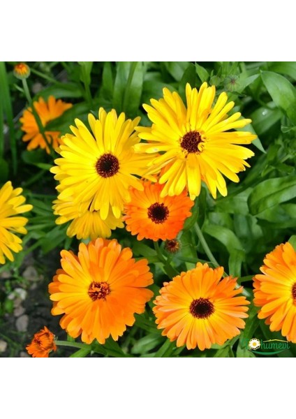 Tohumevi Aynısafa Çiçeği Tohumu - Calendula Officinalis  30+ Tohum