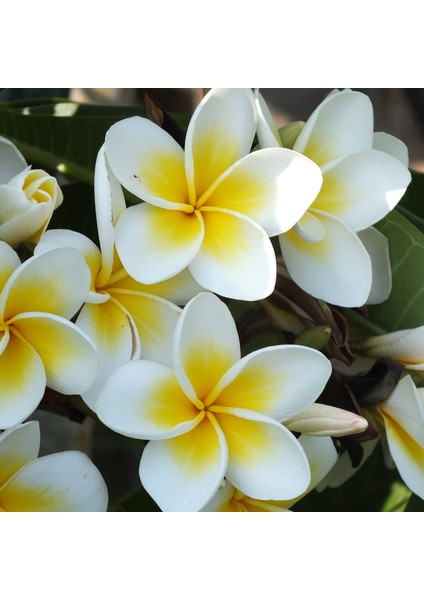 Karışık Renklerde 10 Adet Plumeria Tohumu