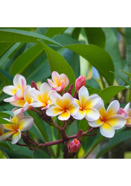 Karışık Renklerde 10 Adet Plumeria Tohumu fiyatları