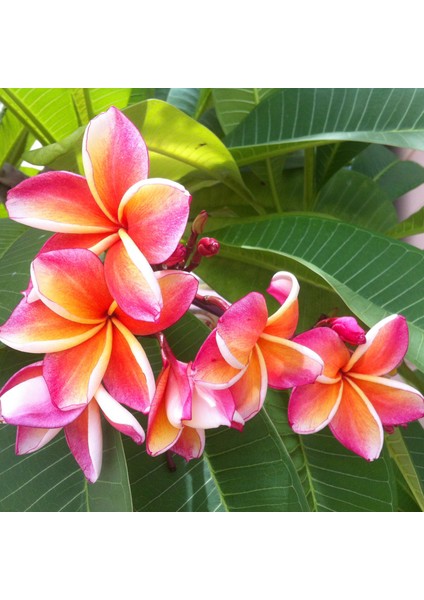 Karışık Renklerde 10 Adet Plumeria Tohumu modelleri