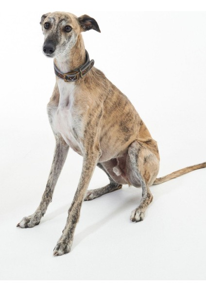 Comfort Lurcher Köpek Tasması TN11 Classic Tartan fiyatları